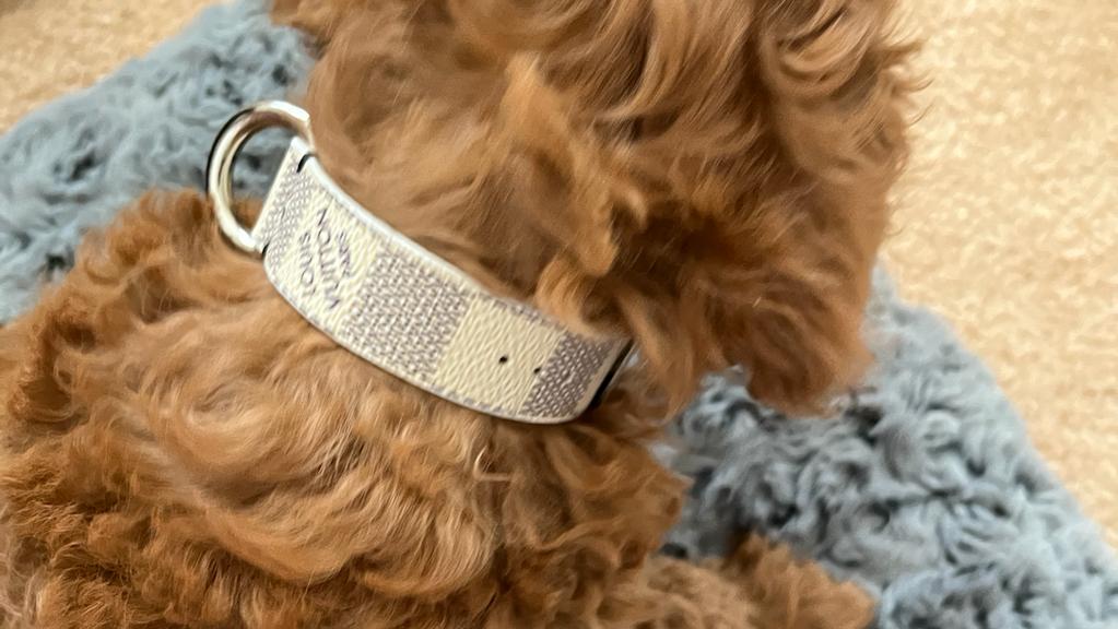Louis Vuitton Dog Collar 