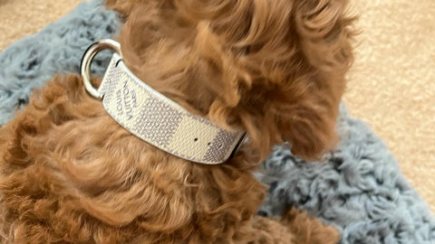 Repurposed Monogram Dog Harness: Luxury Couture Boutique Designer