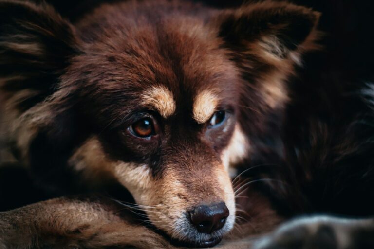 brown and black long coated dog