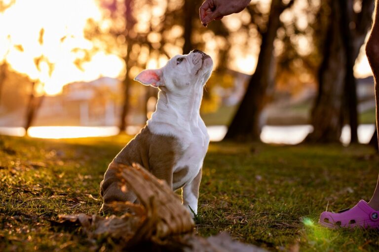 Puppy looking up at a hand offering a treat.