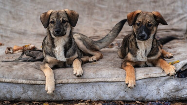 Two puppies resting on a dirty mattress outdoors.