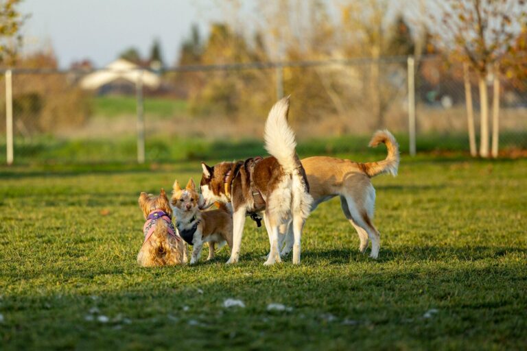 a group of dogs standing on top of a lush green field